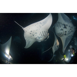 Manta 1-tank Trip: Club Certified Diver